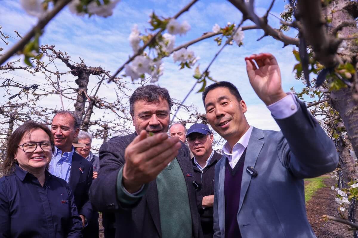 Arranca la temporada de exportación de cerezas chilenas a China