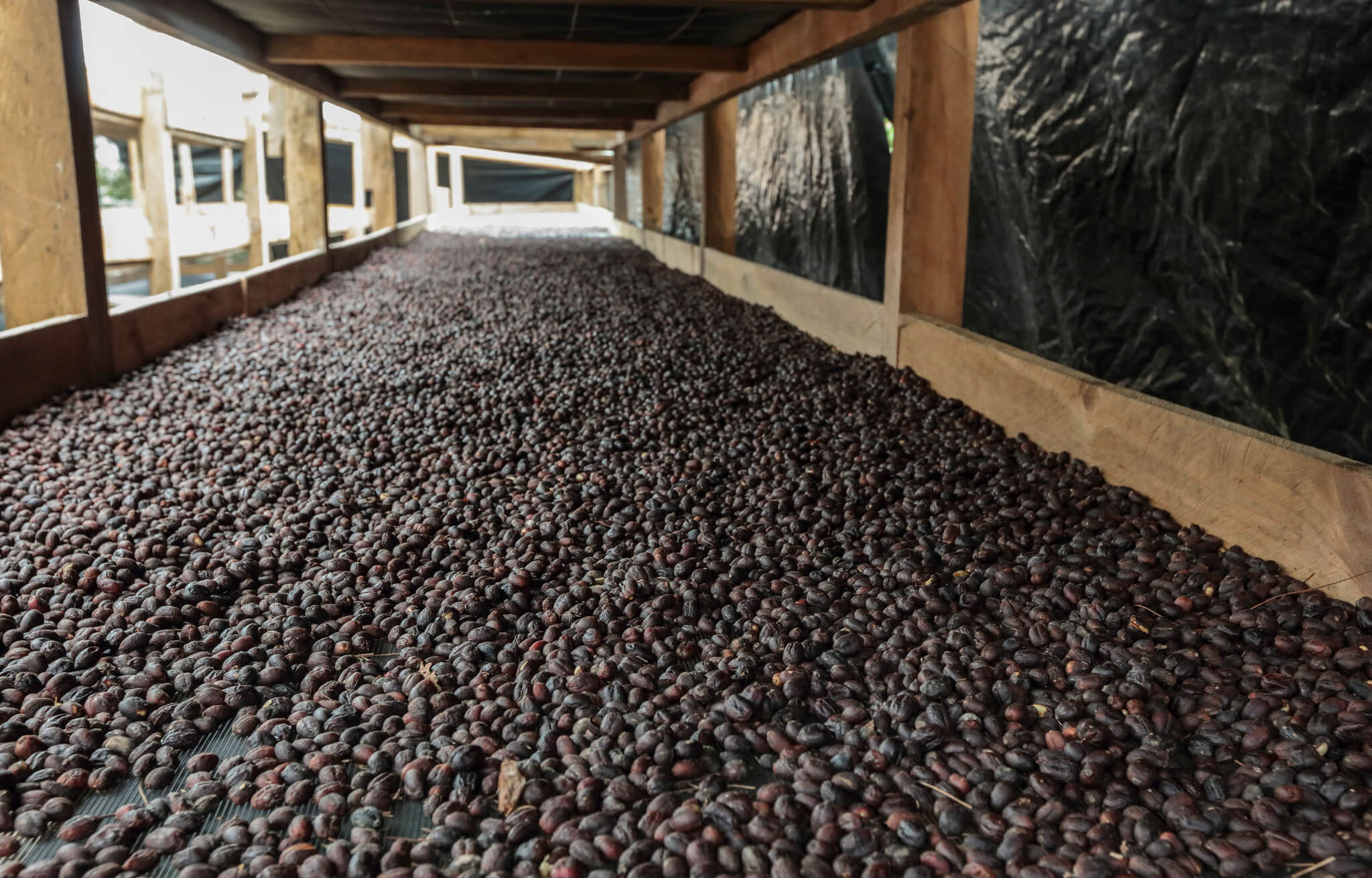 China se convierte en un mercado clave para el café hondureño