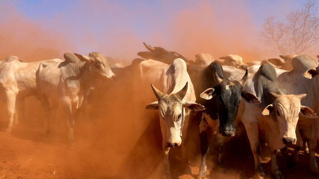 Uruguay regala toros a China como símbolo de su interés en la exportación genética