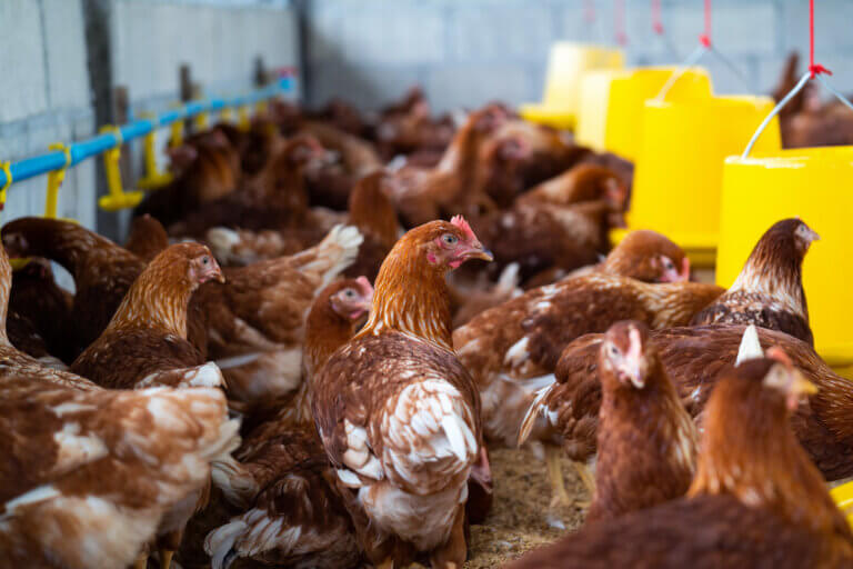 Exportaciones de carne aviar de Argentina hacia China son reanudadas