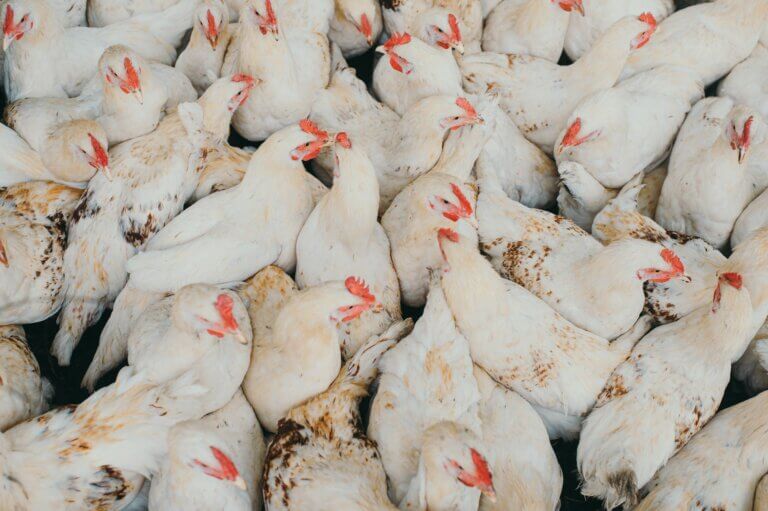Exportaciones avícolas de Brasil hacia China, Argentina y la Unión Europea, en pausa por medidas sanitarias