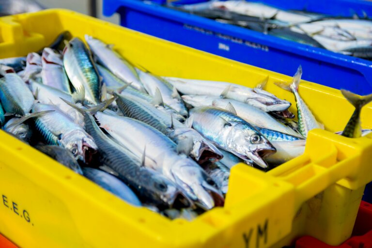Tras la firma de un protocolo que lo autoriza, Brasil podrá exportar pescado a China