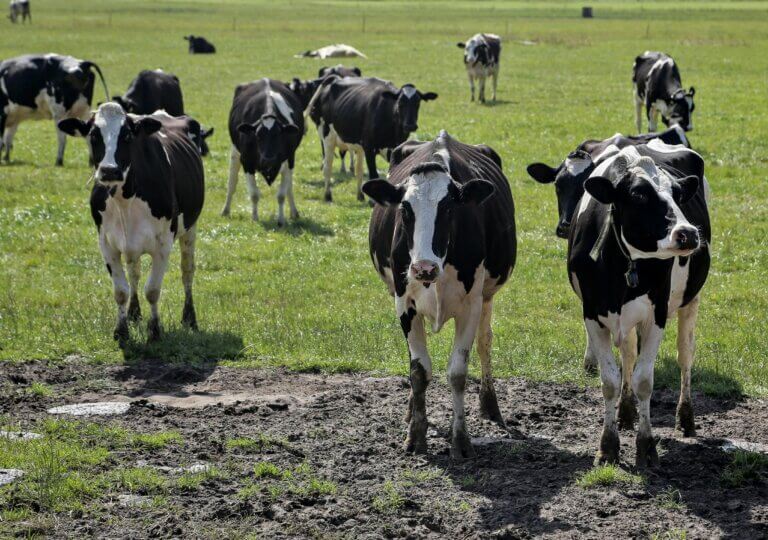 Uruguay abre nuevo mercado exportando cálculos biliares bovinos a China
